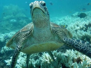 Great Barrier Reef and Rainforest, 2 Day Queensland Tour