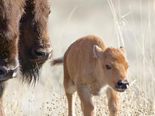 Full Day Yellowstone Wildlife Tour from Gardiner